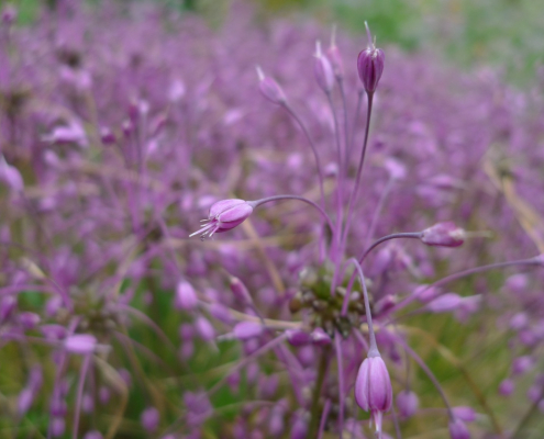 Česnek kýlnatý (Allium carinatum)