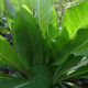 Čekanka obecná (Cichorium intybus)