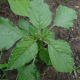 Laskavec ohnutý (Amaranthus retroflexus)