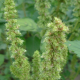 Laskavec ohnutý (Amaranthus retroflexus)