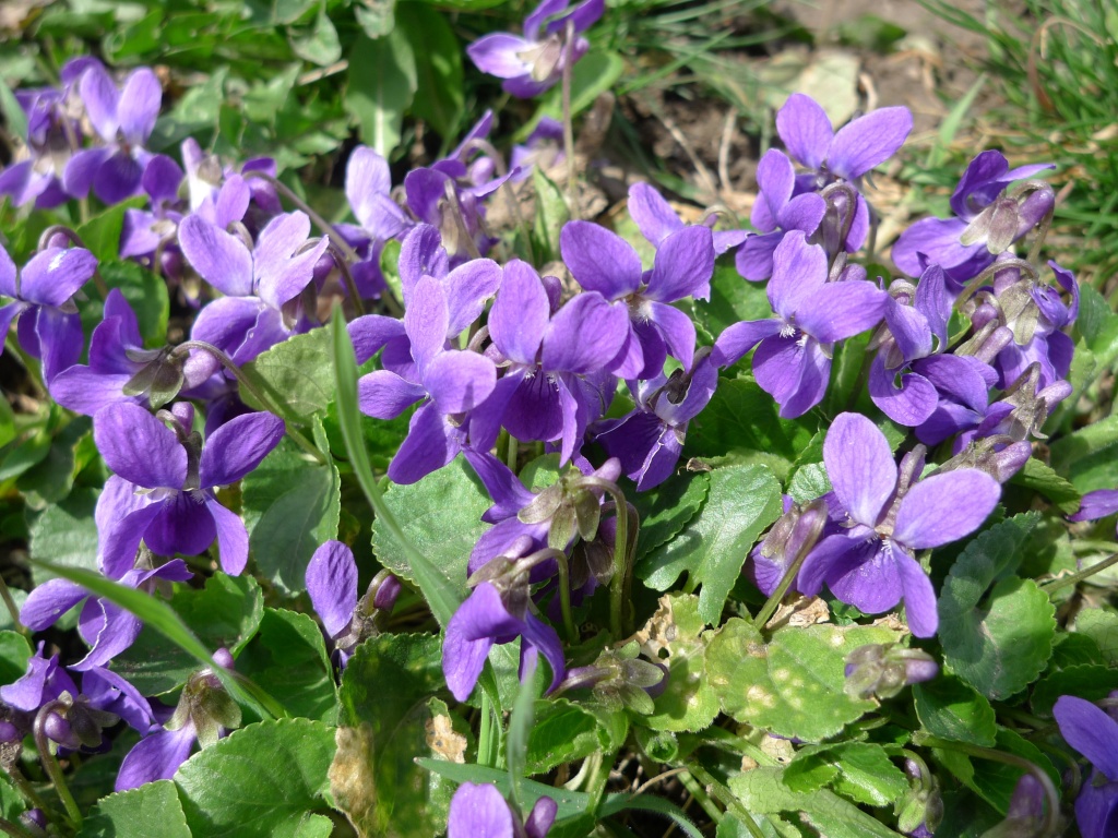 Violka vonná (Viola odorata)