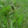 Jitrocel kopinatý (Plantago lanceolata)